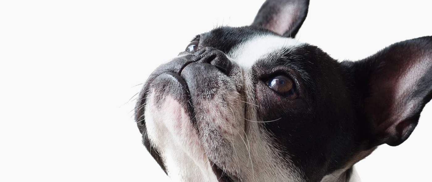 Top 5 Reasons Collagen Is Great For Dog Health