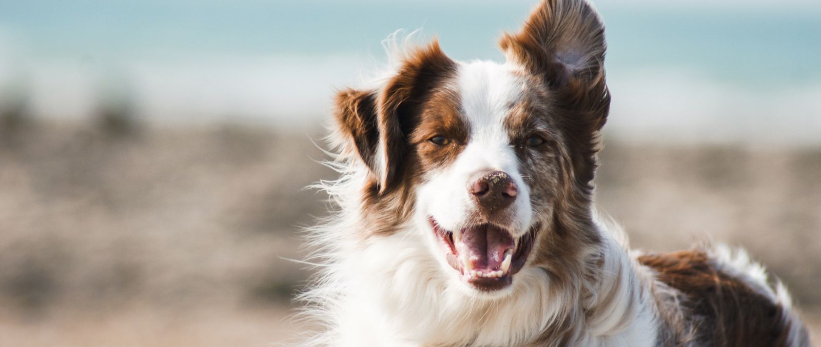 5 Ways to Take Care of Your Dog's Skin and Coat