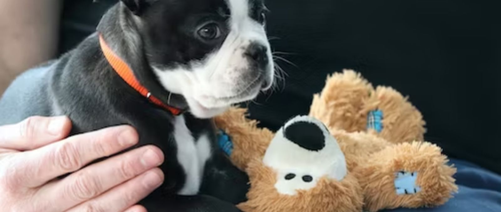 IGTV Chat with Doggy Daycare, DogDrop