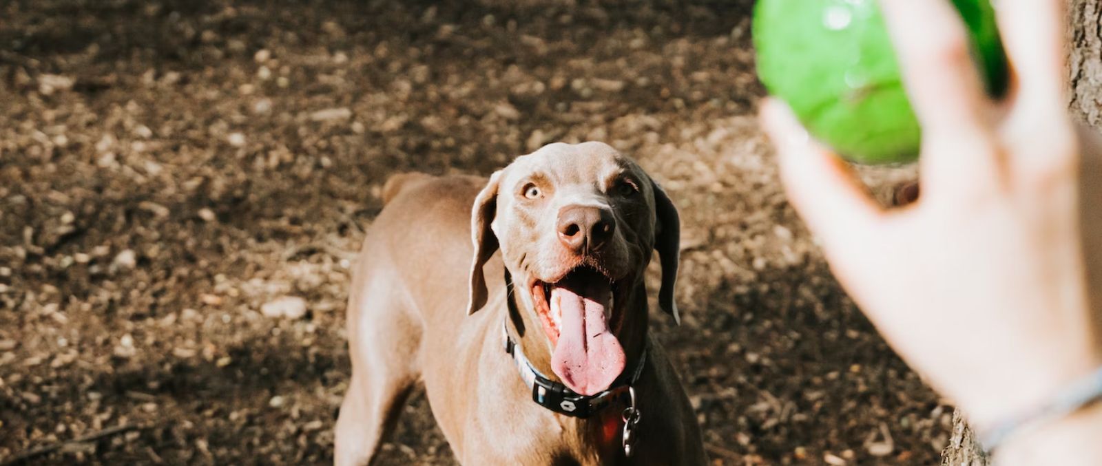 Unlocking Your Dog's Mental Potential: 8 Innovative Strategies