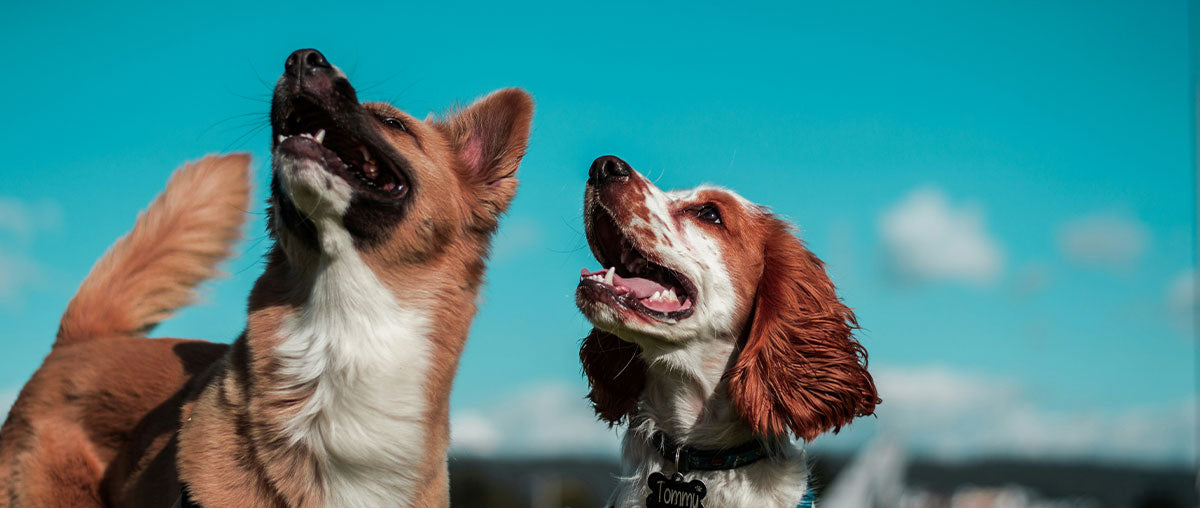 Mastering the Art of Dog Socialization: The Ultimate Guide to Enriching Your Dog's Life [VIDEO]