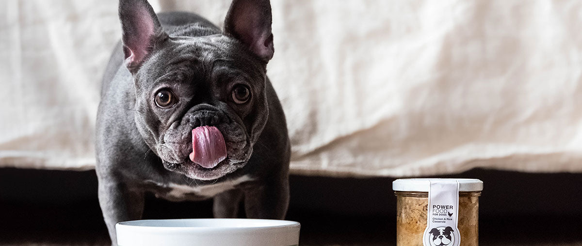 Unlocking the Secrets of Premium Dog Food: Why Quality Ingredients Lead to a Healthier Pet [VIDEO]