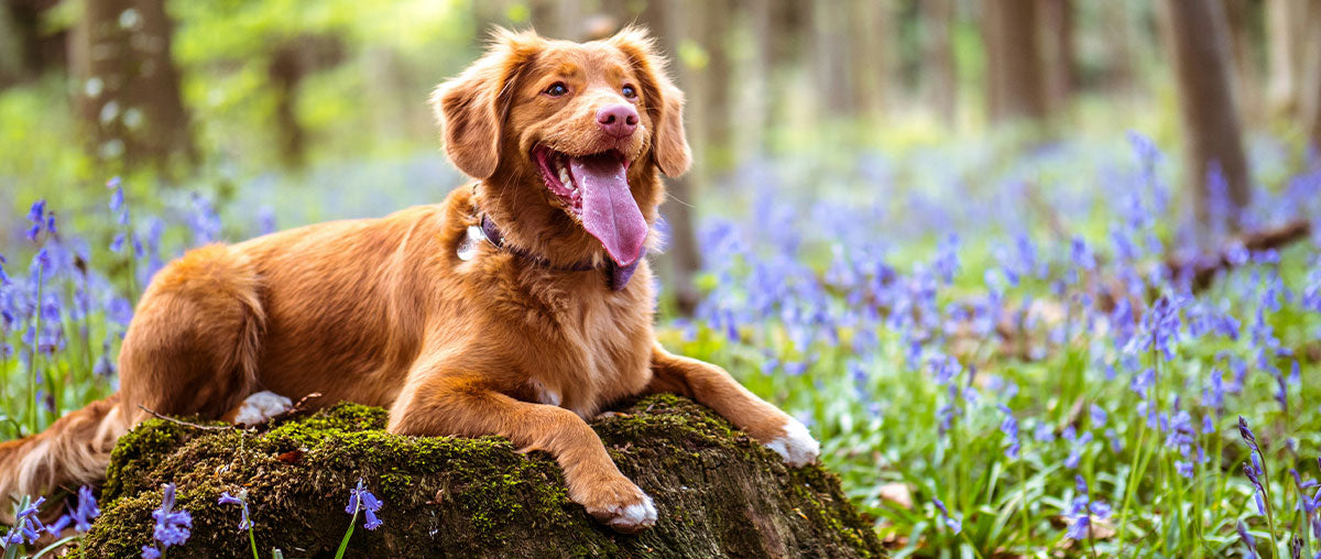 Ultimate Guide To CBD Oil for Dogs: From Anxiety Relief to Dosage Guidelines [VIDEO]