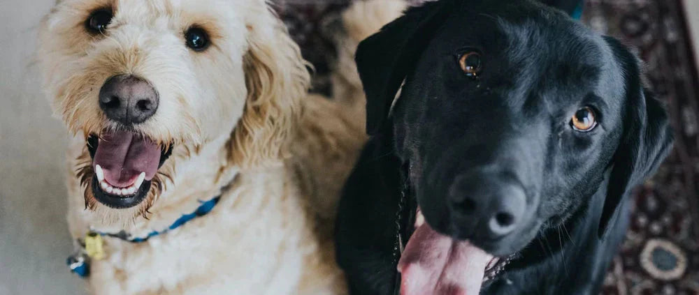black and brown dogs looking upward sitting side by side