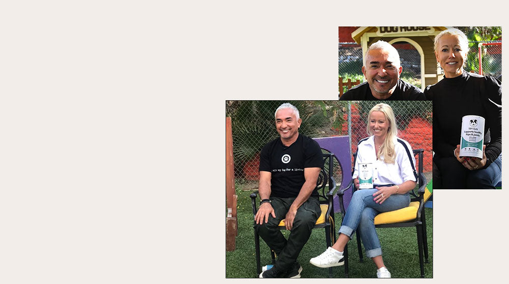 The Cesar Millan Best Food For Your Dog Collection